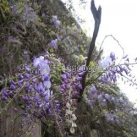 紫藤的市場行情是怎樣的，多少錢一棵