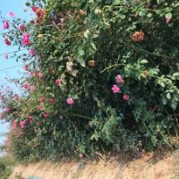 大型藤本月季基地，產(chǎn)銷兩旺，質(zhì)量保證