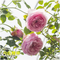 自由精神月季花苗