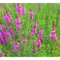 供應(yīng)假龍頭 千屈菜 黑心菊 金雞菊 萱草