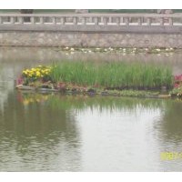 蘆葦種植銷(xiāo)售