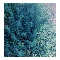 大量供應(yīng)扶芳藤