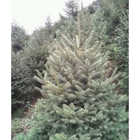 油松1,5m-2m-2.5m-3m