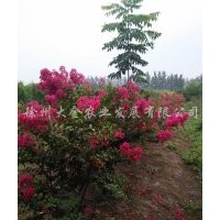 叢生玫瑰紅紫薇