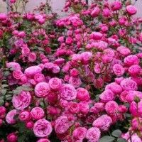 江蘇特大型歐月基地對外銷售窗口藤本月季龍沙寶石