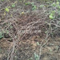 河北省爬山虎苗 價格 數(shù)量大 品相好