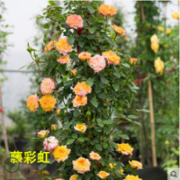 藤彩虹月季花苗