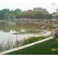 香蒲種植銷(xiāo)售