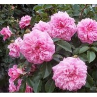 供應(yīng)歐月 保羅諾埃爾月季 大小規(guī)格都有現(xiàn)貨