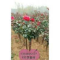 供，五葉地錦，凌霄，紫騰，爬墻刺梅，常青騰