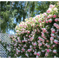 大型藤本月季基地，產(chǎn)銷兩旺，質(zhì)量保證