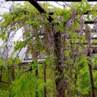 供應(yīng)多花紫藤，紫藤苗，多年栽紫藤花，薔薇