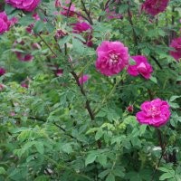 玫瑰玫瑰（品種齊全）