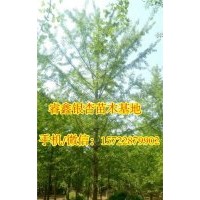 銀杏樹(shù)價(jià)格、睿鑫銀杏、17公分銀杏樹(shù)價(jià)格