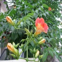 哪里有品種好的凌霄花苗，各地的報價是多少？