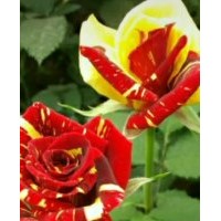 定州市孫彬月季基地