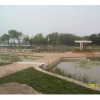 睡蓮種植銷(xiāo)售