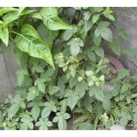 特價供應(yīng)優(yōu)質(zhì)苗木爬山虎