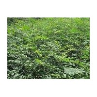 供應(yīng)花椒苗 山西花椒苗 芍藥苗