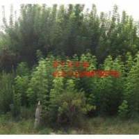 青竹復(fù)葉槭大樹(shù)和小苗對(duì)比