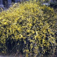 供應(yīng)迎春，迎春小苗，迎春苗，迎春工程苗，別名金腰帶，金梅