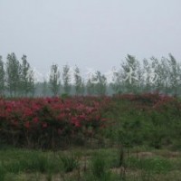 玫瑰紅紫薇當(dāng)年苗100萬株