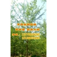 銀杏樹,十萬畝銀杏,.銀杏樹價格