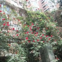 1米高藤本月季紅色龍沙寶石基地價(jià)格