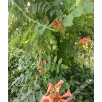 爬山虎，常青騰，凌霄，紫藤，騰本月季