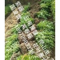 南昌迎春花小苗，江西省云南黃馨價(jià)格，南昌迎春苗農(nóng)民專業(yè)合作社