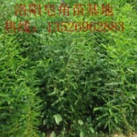 搶購(gòu)皂角苗13526962883