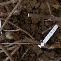 供應(yīng)紫藤樹苗日本紫藤樹