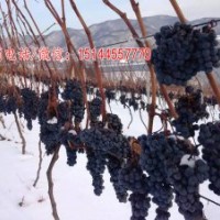 冰葡萄枝條 北冰紅葡萄嫁接芽 冰葡萄苗 集安北冰紅葡萄苗