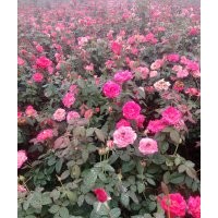 月季 小高桿月季