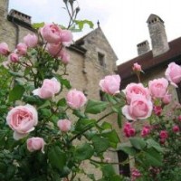 大型歐月基地直銷藤本月季：我的心月季