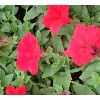 供應(yīng)一串紅 矮牽牛 萬壽菊