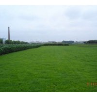 河北草坪基地專供草坪