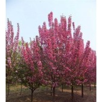 北美海棠（3公分-15公分）