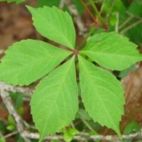 爬山虎種植技術(shù) 爬山虎苗低價提供