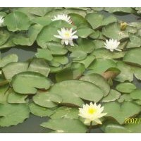 千屈菜種植銷(xiāo)售