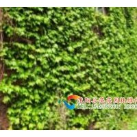 供應(yīng)爬山虎 常春藤 紫藤 三葉地錦，五葉地錦 凌宵 金銀花 藤本薔