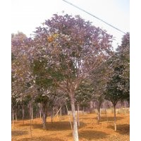 樹農(nóng)園林丹桂,玉蘭,茶花