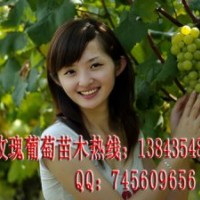 綠玫瑰葡萄苗 百里香葡萄苗 葡萄新品種