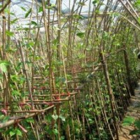 供應一年生油麻藤苗40萬株或其他植物 花類 歡迎咨詢