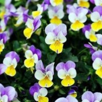 草花|山一花卉苗木草花|草花基地直銷