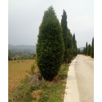 文冠果，樹檜