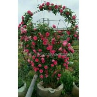 歐月基地直供大型藤本月季大小苗