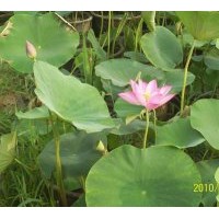 菖蒲種植銷(xiāo)售