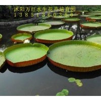 供王蓮.睡蓮.碗蓮.荷花.水蔥.香蒲!