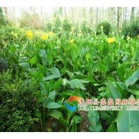 供應(yīng)玉簪 花葉玉簪，金邊玉簪，白玉簪